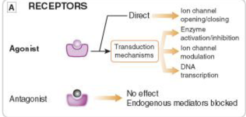 <p>"Most common drug target receptors. Lock and key mechanism.</p>
