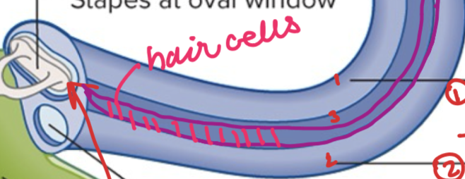 <p>Sensory Cell- Hair cell</p>