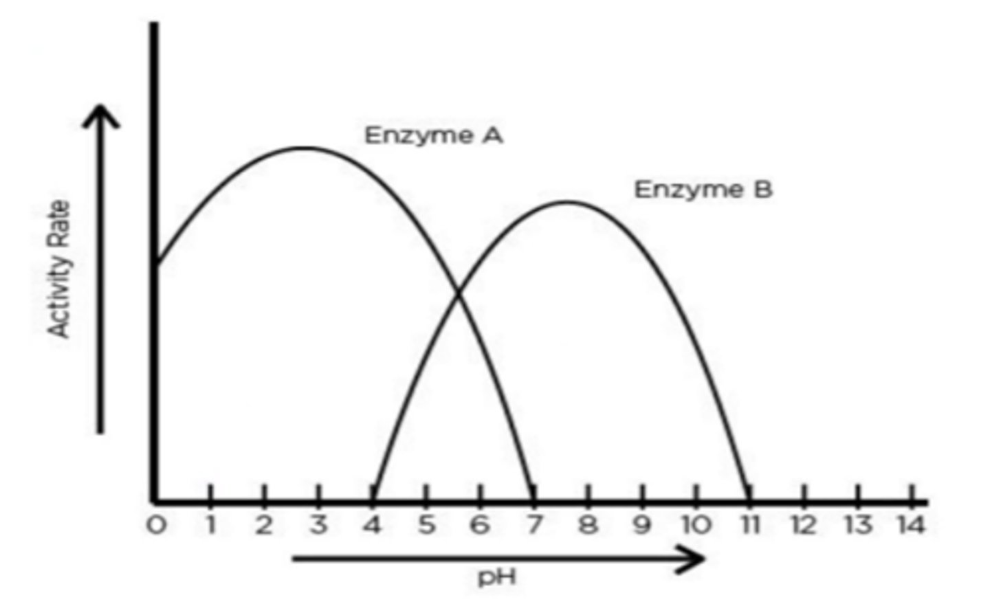 <p>The highest activity rate for enzyme A occurs at a pH between 2 and 3.</p>