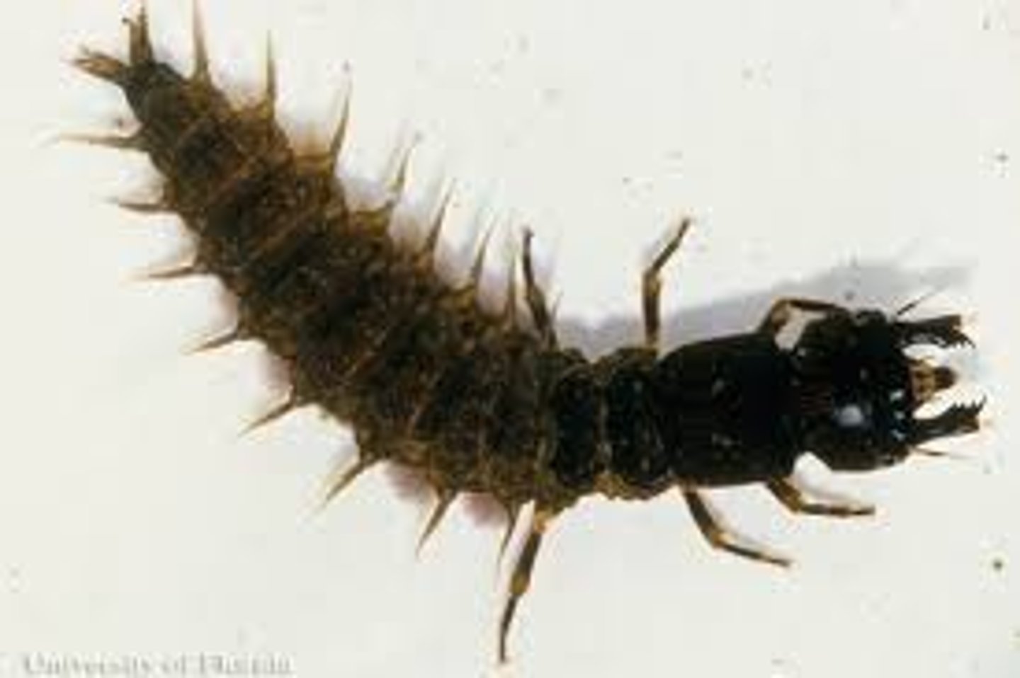 <p>The larvae (commonly called hellgrammites) are aquatic, living in streams. They bear eight pairs of lateral legs as well as anal prolegs with a pair of terminal hooks. At the end of the abdomen is a pair of claw-like structures. They are some of the largest larvae and are most often found in clean rivers with rocky bottoms, near soft rotting logs or stumps.</p><p>The larvae are carnivorous predators and may bite; the mouth has large chewing pinchers. Body color is black or dark brown. The larvae live for up to five years.</p>