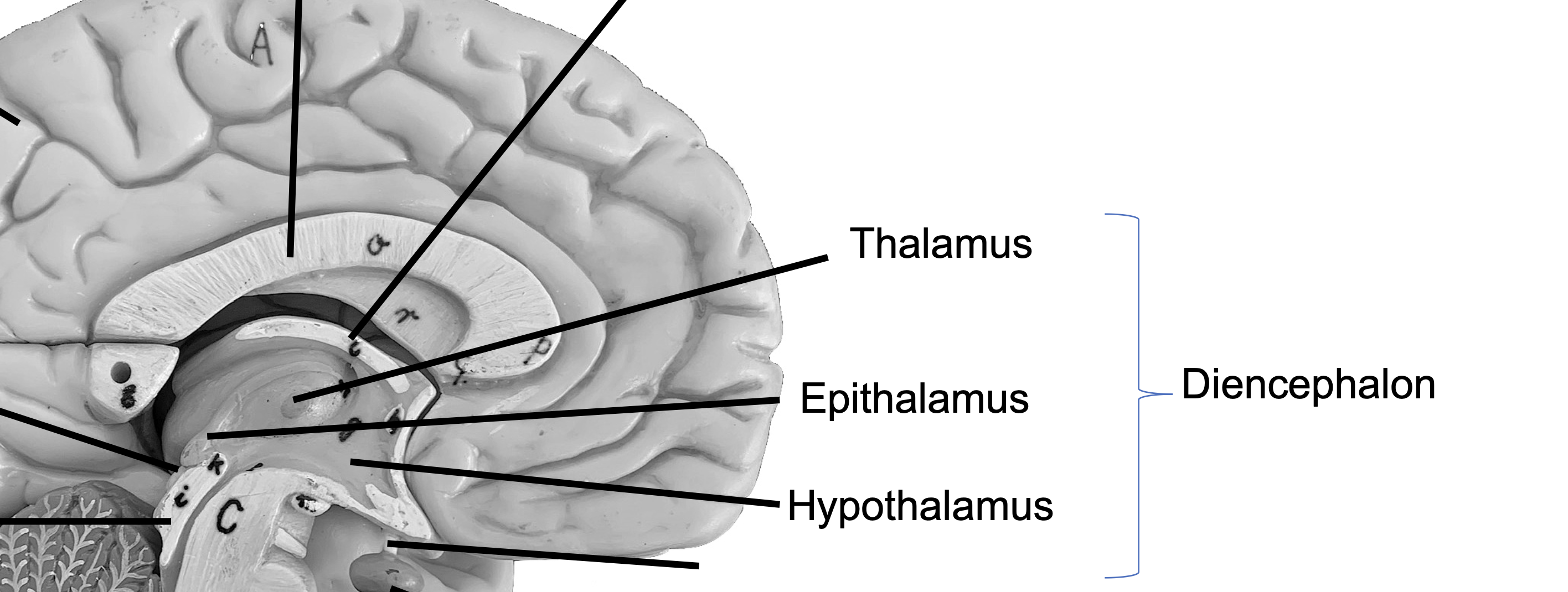 <p>Diencephalon</p>