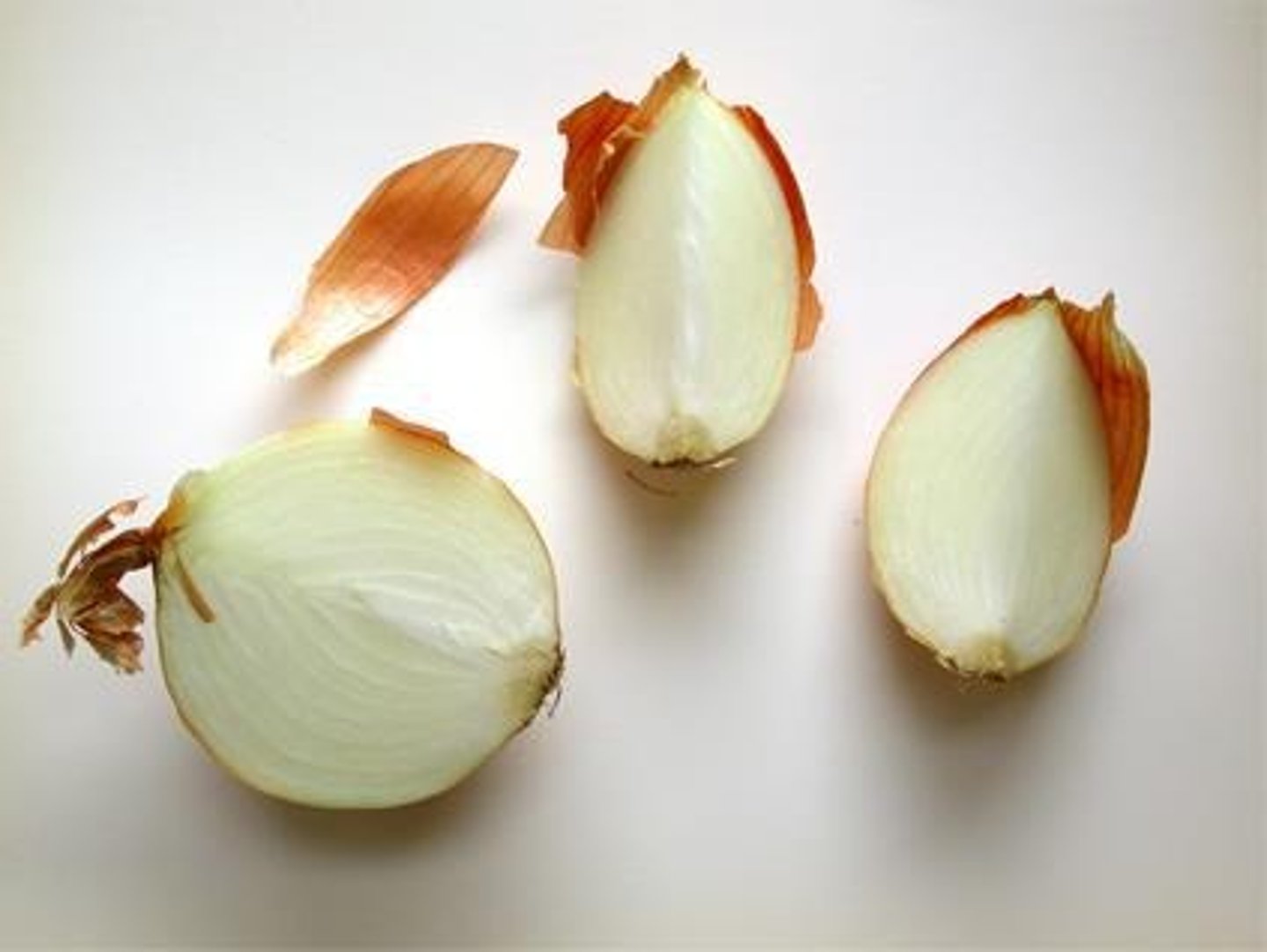 <p>Slicing the fleshy scale leaves of onion (Allium cepa) into sections.</p>
