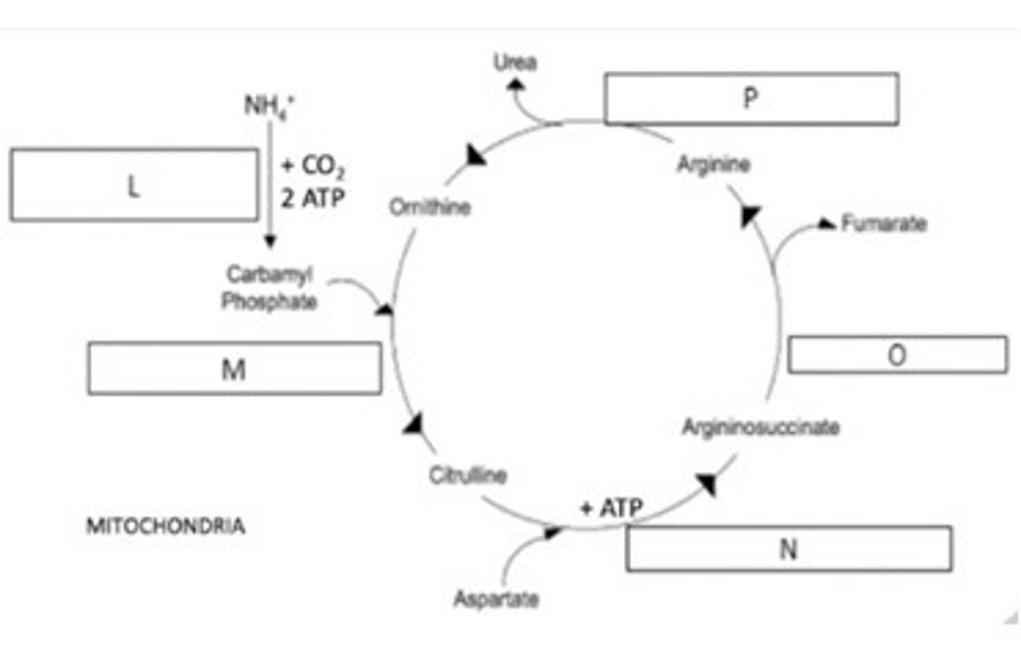 <p>60. Enzyme P</p><p>A. Arginase</p><p>B. Argininosuccinase</p><p>C. Argininosuccinic synthetase</p><p>D. Carbamoyl phosphate synthetase</p><p>E. Ornithine transcarbamoylase</p>