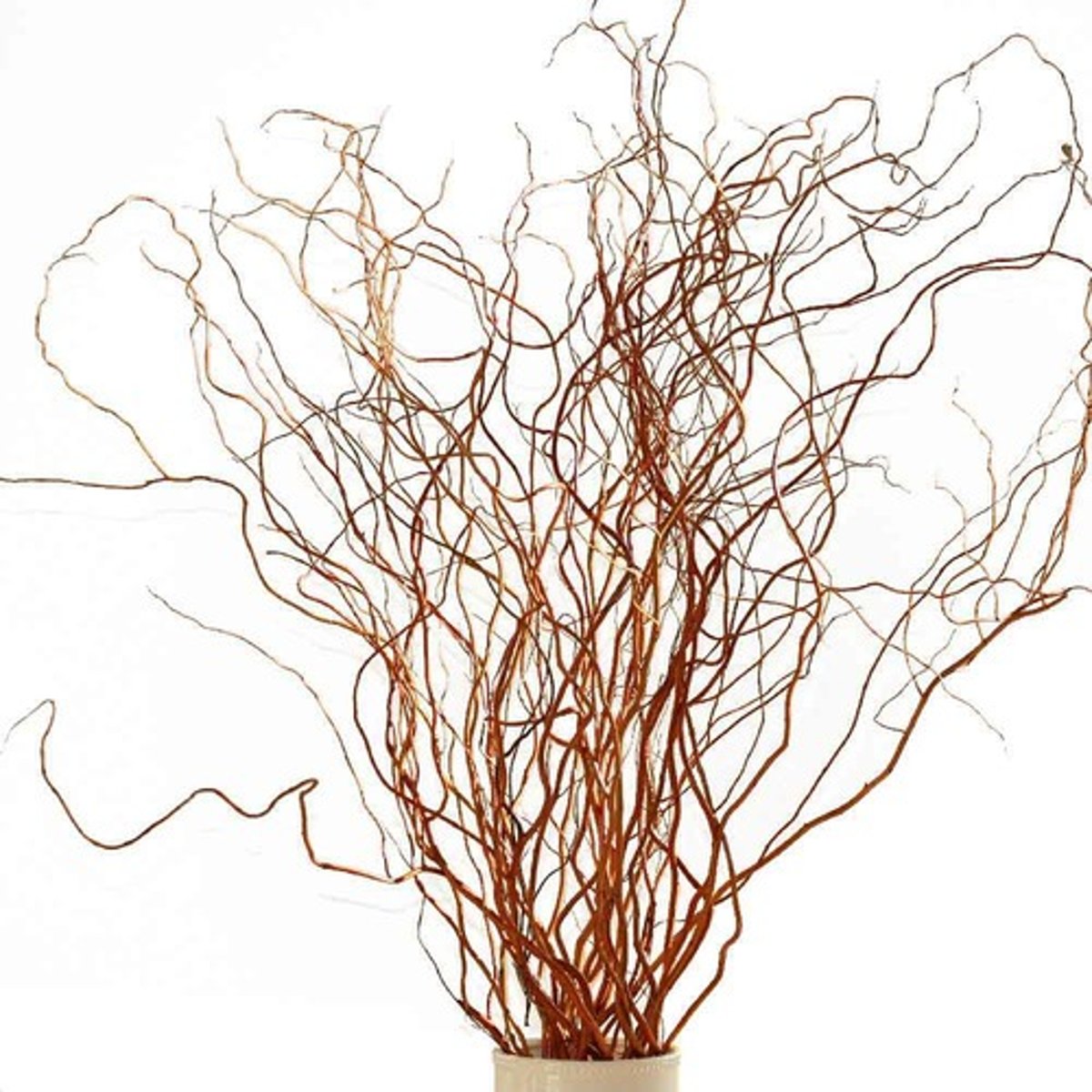 <p>Curly Willow; Line</p>