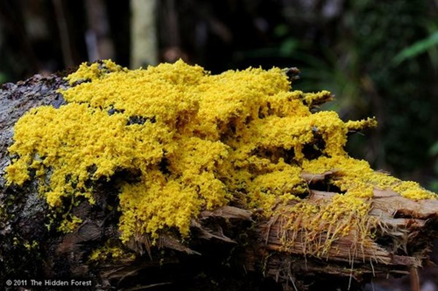 <p>Trollsmör (Myxomycota)</p>