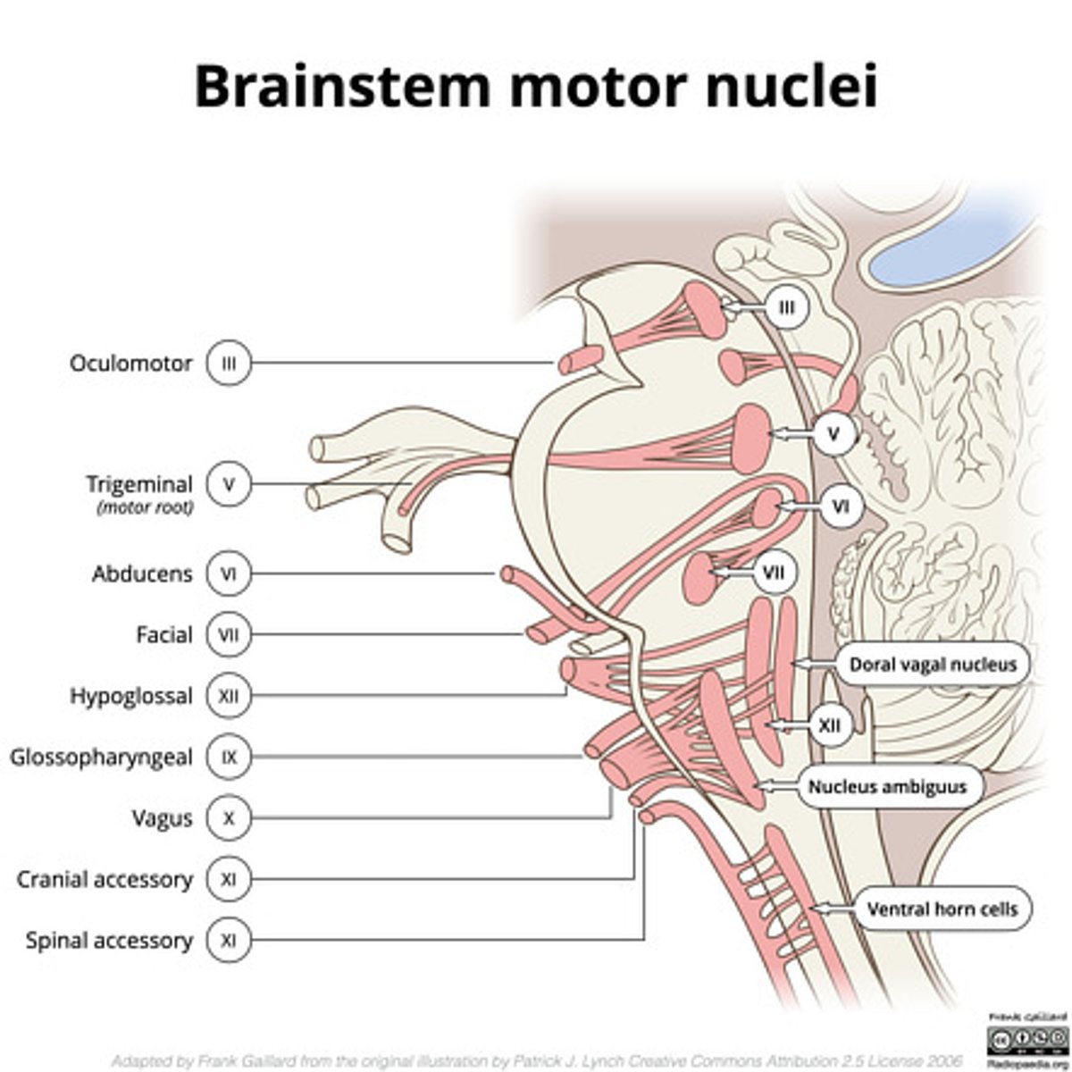 <p>tegmentum mesencephalon</p><p>CN III -- anterosuperior</p><p>CN IV -- posteroinferior</p>