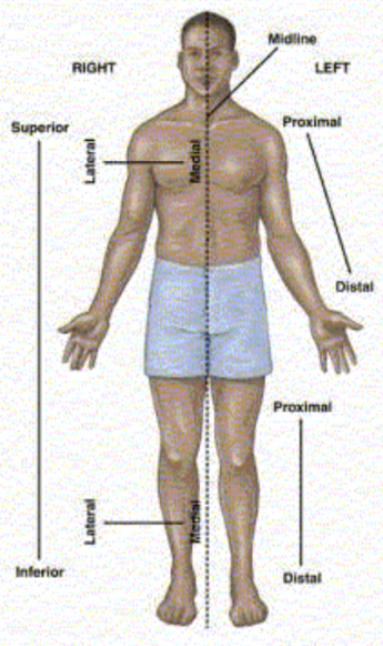 <p>Lateral: away from the midline of the body</p><p>Medial: towards the midline of the body</p>