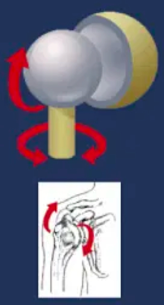 <p>hip and shoulder joints</p>