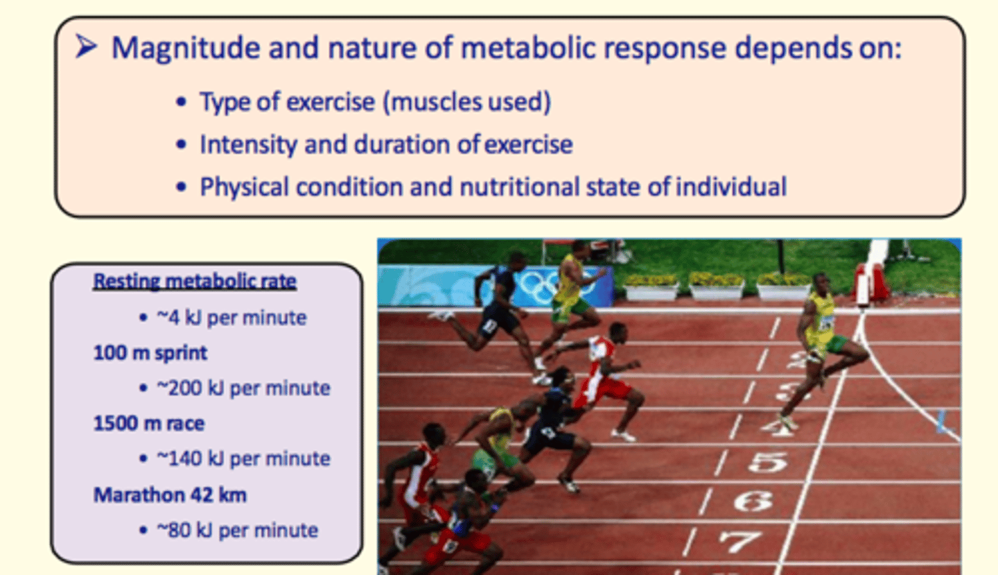 <p>1) Type of exercise (type of muscle used)</p><p>2) Intensity, duration</p><p>3) Physical/nutritional state of individual </p>