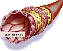 <p>Simple squamous epithelium lining heart and blood vessels.</p>