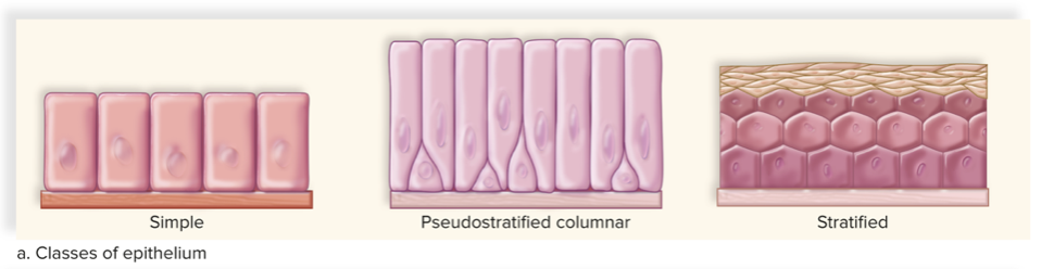 <p>simple, pseudostratified, stratified </p>