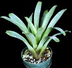<p>Painted Fingernail Bromeliad</p><p><em>(Neoregelia spectabilis)</em></p>