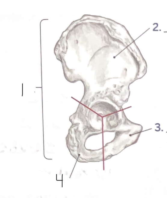 <p>4</p>