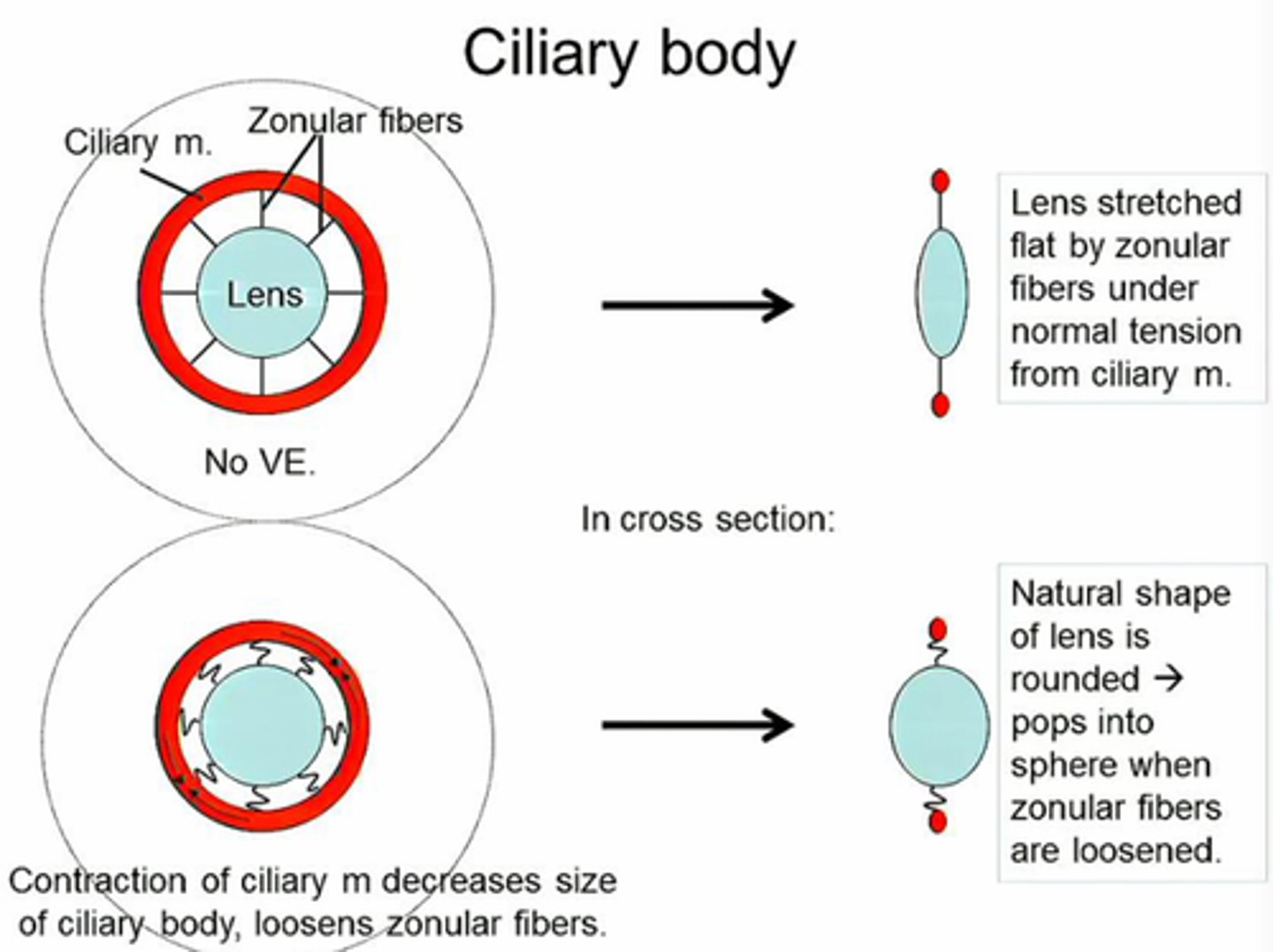 <p>The process of changing the shape of the lens to focus on near or distant objects.</p>