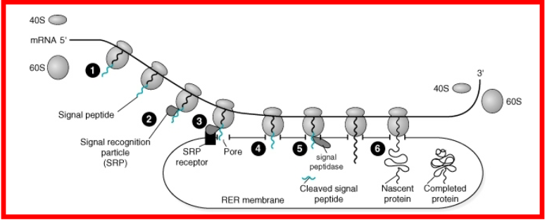 <ul><li><p>Synthesis begins in cytosol</p></li><li><p>Elongation continues on ER</p></li><li><p>Synthesized polypeptide is released inside of ER</p></li></ul><p></p>