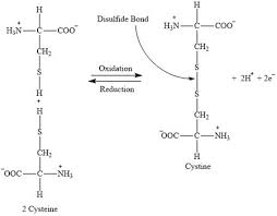 <p>- protein’s 3D shape<br>- determined by hydrophobic/philic interactions between amino acids’ R groups, hydrogen bonding, and acid-base interactions between amino acids with charged R-groups (= salt bridges)<br>- phobic: interior of proteins<br>- philic: N-H &amp; C=O bonds get pulled in by phobic and form electrostatic interactions &amp; hydrogen bonds = stabilize protein<br><br>- disulfide bonds [2 cysteine molecules oxidize (lose 2 protons &amp; electrons) = cystine]<br>= create loops in protein chain &amp; determine wavy/curliness of hair (more bonds = more curly)</p>
