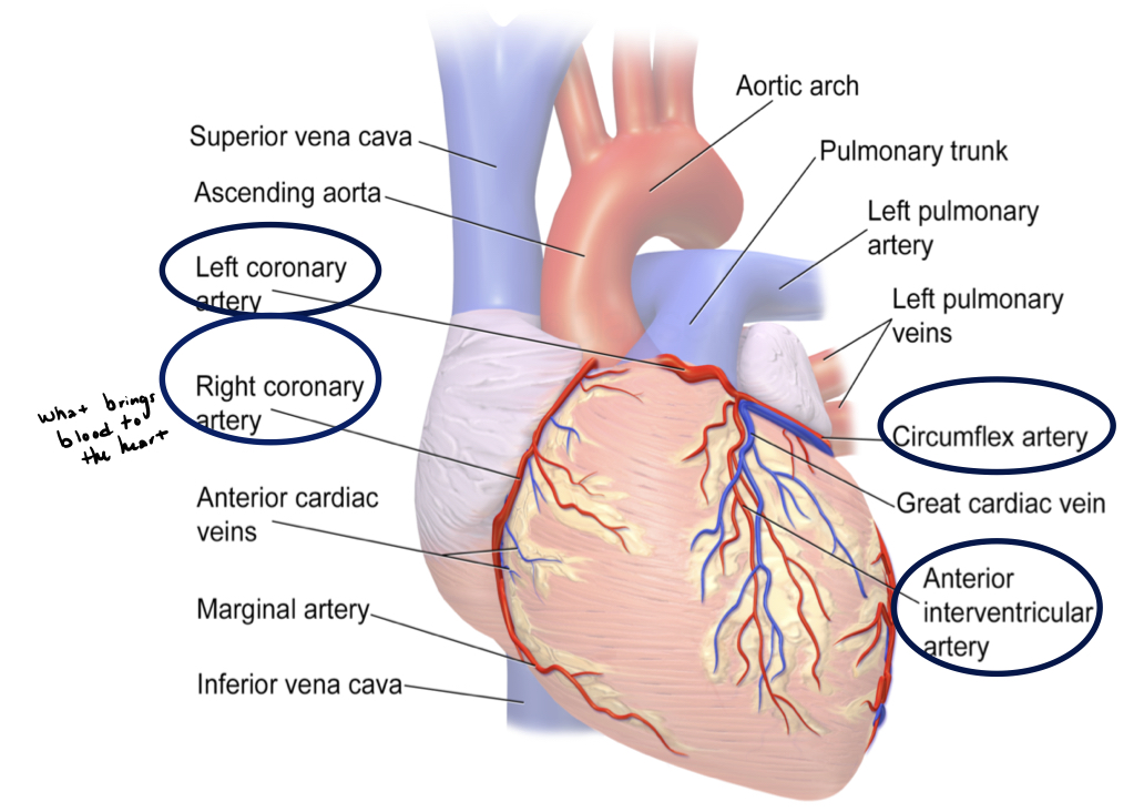 <p>bring oxygen-rich blood to the heart</p>