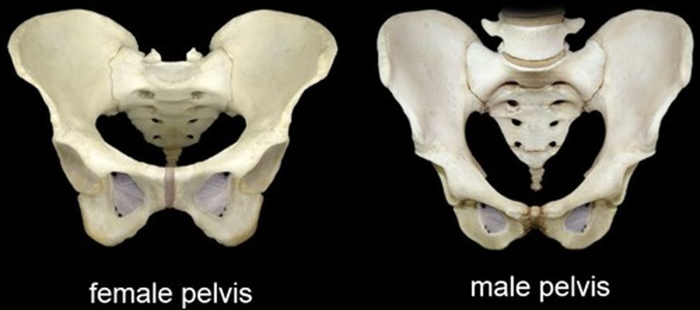 <p>-more oval shaped<br>-shallow greater and lesser pelvis<br>-wide pubic arch<br>-larger pelvic outlet</p>