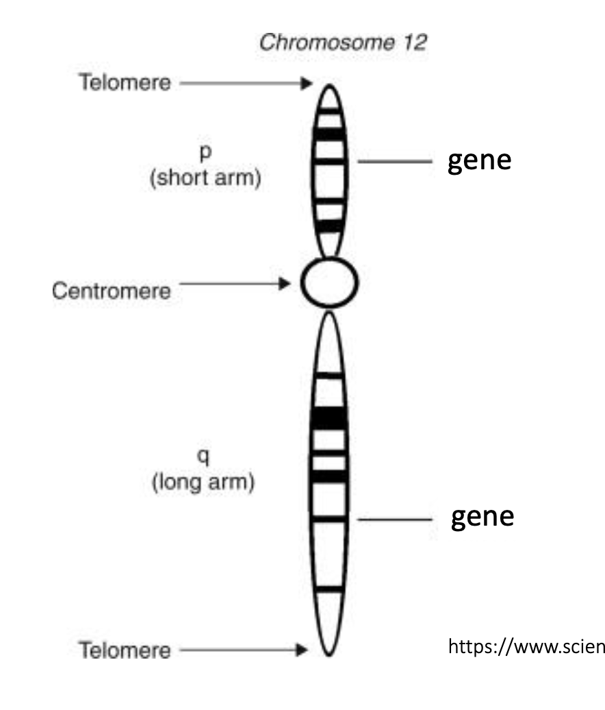 <p class="p1"><strong>Centromere</strong> – Region where sister chromatids connect and spindle fibers attach during cell division.</p><p class="p1"><strong>Arm</strong> – Sections of the chromosome extending from the centromere (short <em>p</em> and long <em>q</em>).</p><p class="p1"><strong>Telomere</strong> – Protective DNA-protein caps at chromosome ends, preventing deterioration or fusion.</p>