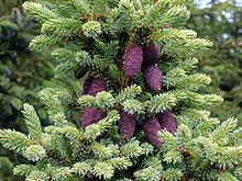 <p>black spruce, Picea mariana, Pinaceae</p>