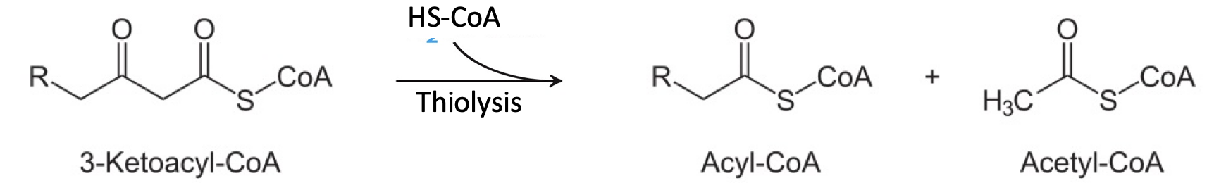 <p>4th Reaction in the beta-oxidation pathway that cleaves 3-ketoacyl CoA by thiol group of a second coenzyme A molecule;</p><ul><li><p>enzyme: β-ketothiolase</p></li><li><p>reaction cleaves 3-ketoacyl CoA into two molecules</p></li><li><p>products: <strong>acetyl CoA </strong>and a fatty acid <strong>chain two carbons shorter</strong></p></li></ul><p></p>