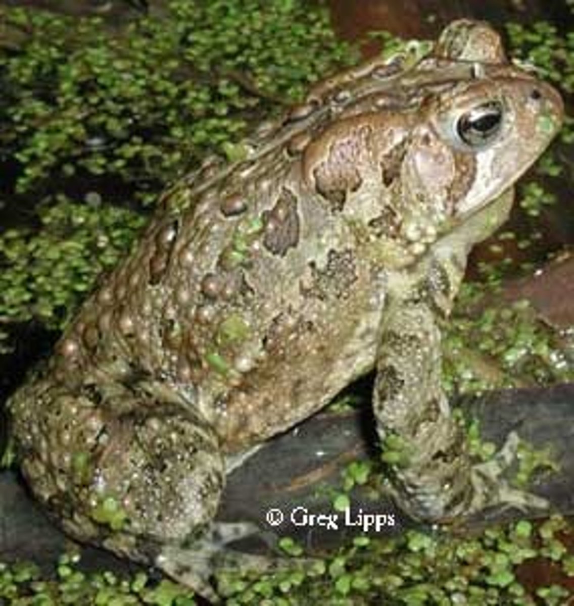 <p>Anaxyrus americanus</p>