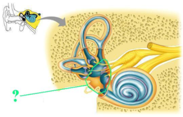 <p><span><span>Identify the indicated region.</span></span></p>