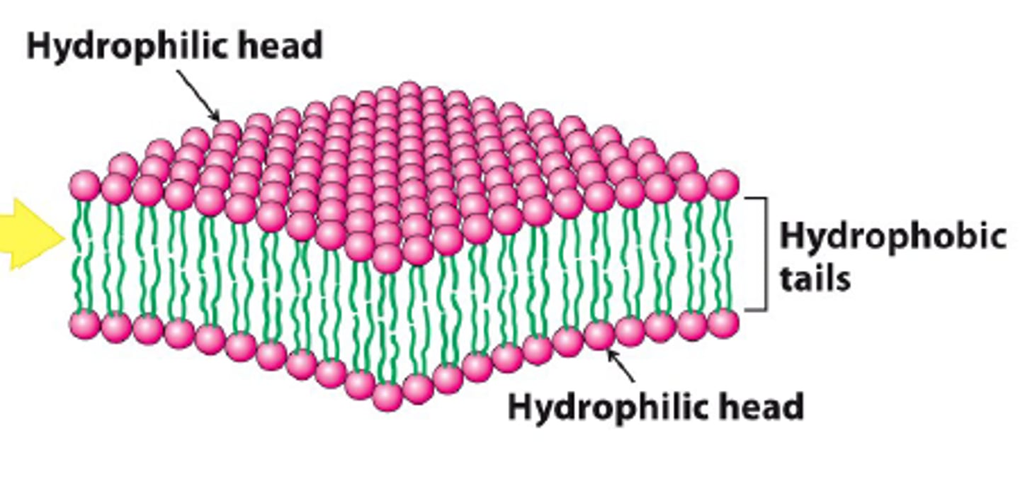 <p>phospholipids are _________ molecules, having both a hydrophilic region and a hydrophobic region</p>