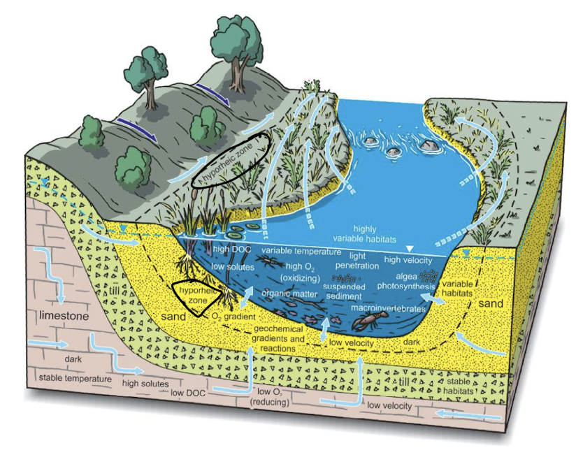 <p>the region of sediment under or near river channel where there is mixing  of groundwater (upwelling) and surface water (downwelling)</p><p>water moves slow, moderates stream temp, improves water quality (filters and denitrification)</p><p>unique habitat for biota</p>