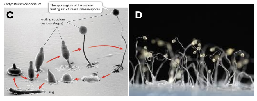 <p><strong>Cellular slime molds</strong></p>