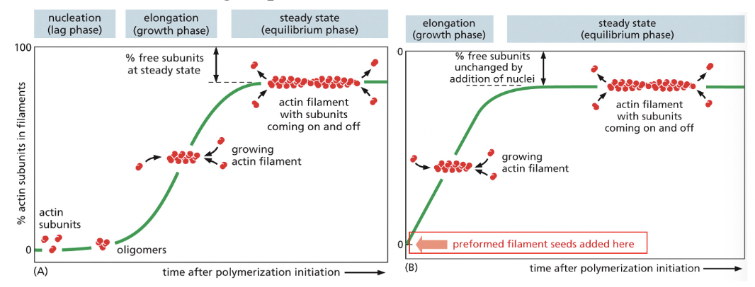 <p><strong>RATE-LIMITING STEP IN FORMATION OF ACTIN FILAMENTS</strong></p><p>helical polymer is stabilized by multiple contacts between adjacent subunits</p><ul><li><p>2 actin molecules bind relatively weakly to each other, but, addition of a 3rd actin monomer to form a trimer makes the entire group more stable</p></li><li><p>further monomer addition can take place onto this trimer, which therefore acts as a <em>nucleus</em> for polymerization</p></li></ul><p></p><p>for tubulin, the nucleus is larger & has more complicated structure (13+ molecules) but principle is the same</p><p></p>