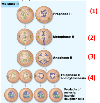 <ol><li><p>Formation of new spindle</p></li><li><p>Chromosomes line up at equator</p></li><li><p>Sister chromatids separate &amp; move to opposite poles</p></li><li><p>Cleavage occurs</p></li></ol><ul><li><p>Result of meiosis II = production of 4 haploid daughter cells</p></li><li><p>note: no chromosome replication, no crossover</p></li></ul><p></p>