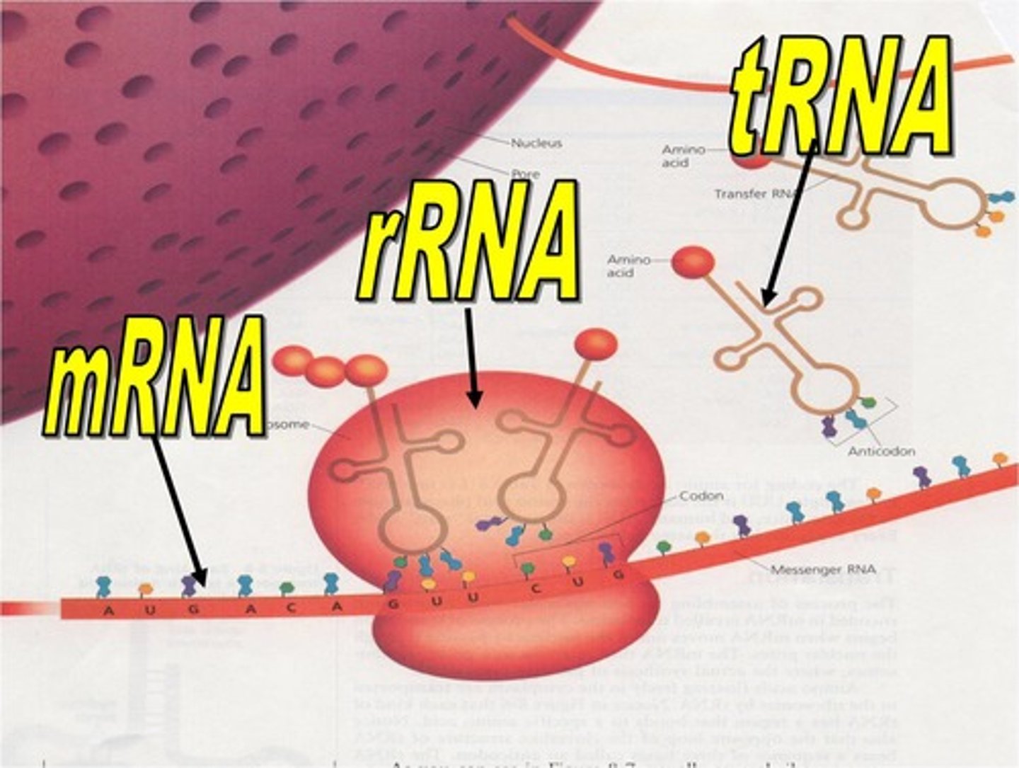 <p>Reads the copied information from the mRNA as codon code which contains three consecutive nitrogenous bases.</p>