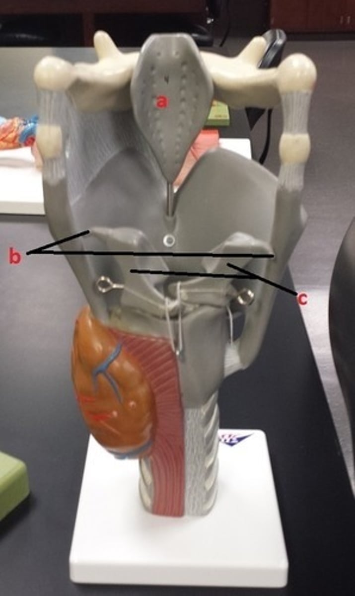 <p>Which letter(s) represent structure(s) composed up of hyaline cartilage?</p>