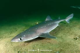 <ul><li><p>Dogfish, Sleeper Sharks, Cookie Cutter Sharks</p></li><li><p>2 dorsal fins w/ spines, no anal fin or nictitating membrane, 5-7 gill slits</p></li></ul><p></p>