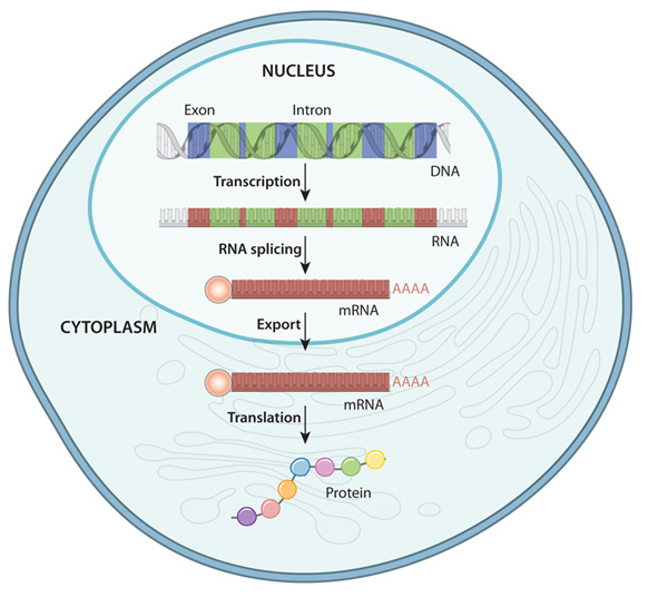 
1. transcription (DNA → pre-mRNA)
2. mRNA processing (pre-mRNA → mature mRNA) 
3. mRNA transport (nucleus → cytoplasm) 
4. translation (mature mRNA → polypeptide sequence) 
5. protein processing (polypeptide sequence → folded/modified protein) 
6. protein transport (cytoplasm → various locations) 