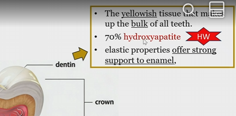 <p>yellowish tissue that makes up the bulk of teeth</p><p></p><p>offers strong support to enamel due to elasticity</p>