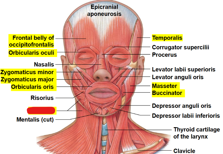 <p>What muscle is this?</p>