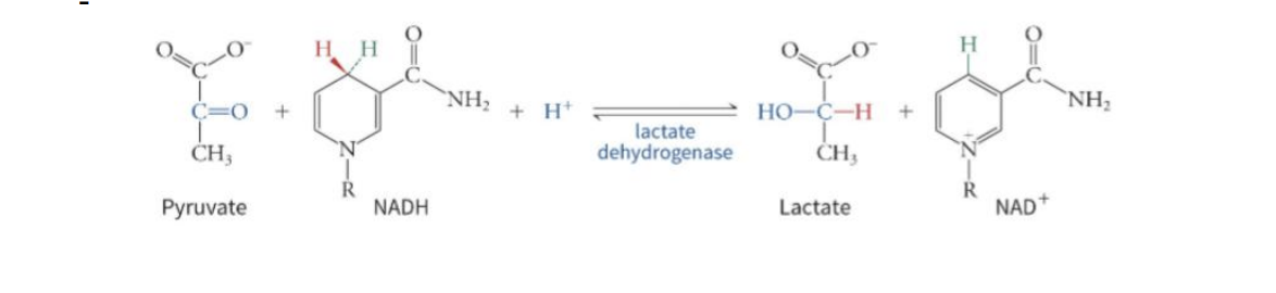 <p>- Conversion of glucose into two molecules of lactate</p><p>Enzyme: Lactate dehydrogenase </p><p>● REVERSIBLE </p><p>● Liver uses NAD+ to regenerate pyruvate from lactate</p>