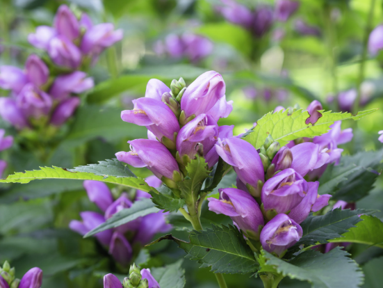 <p>A perennial plant with pink, tubular flowers resembling a turtle's head, often found in wetland areas and along streams. </p>