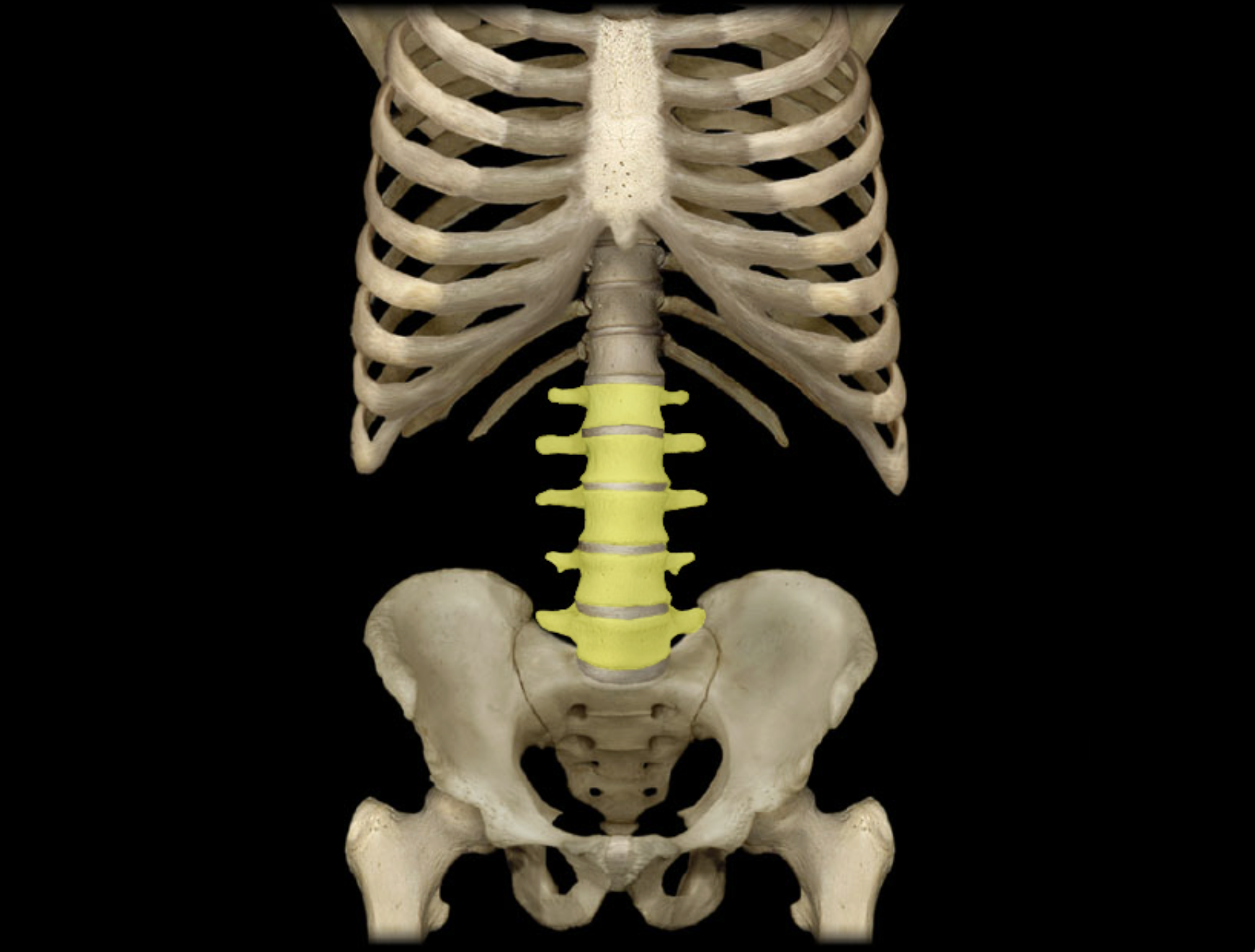 <p>Lumbar vertebra</p>
