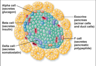 <ul><li><p>Hormones:</p><ul><li><p>insulin = lowers blood glucose levels</p></li><li><p>glucagon = increases blood glucose levels</p></li><li><p>somatostatin = inhibits secretion of pancreatic hormones</p></li></ul></li><li><p>Islets of Langerhans = endocrine areas of the pancreas in which there are alpha, beta, and delta cells</p><ul><li><p>alpha → glucagon</p></li><li><p>beta → insulin</p></li><li><p>delta → somatostatin&nbsp;</p></li></ul></li></ul><p></p>