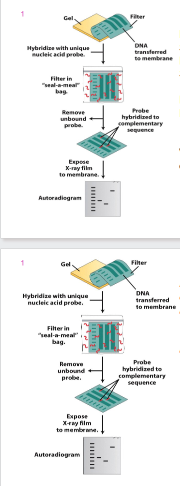 <p>DIAGRAM OF BLOT ANALYSIS</p>