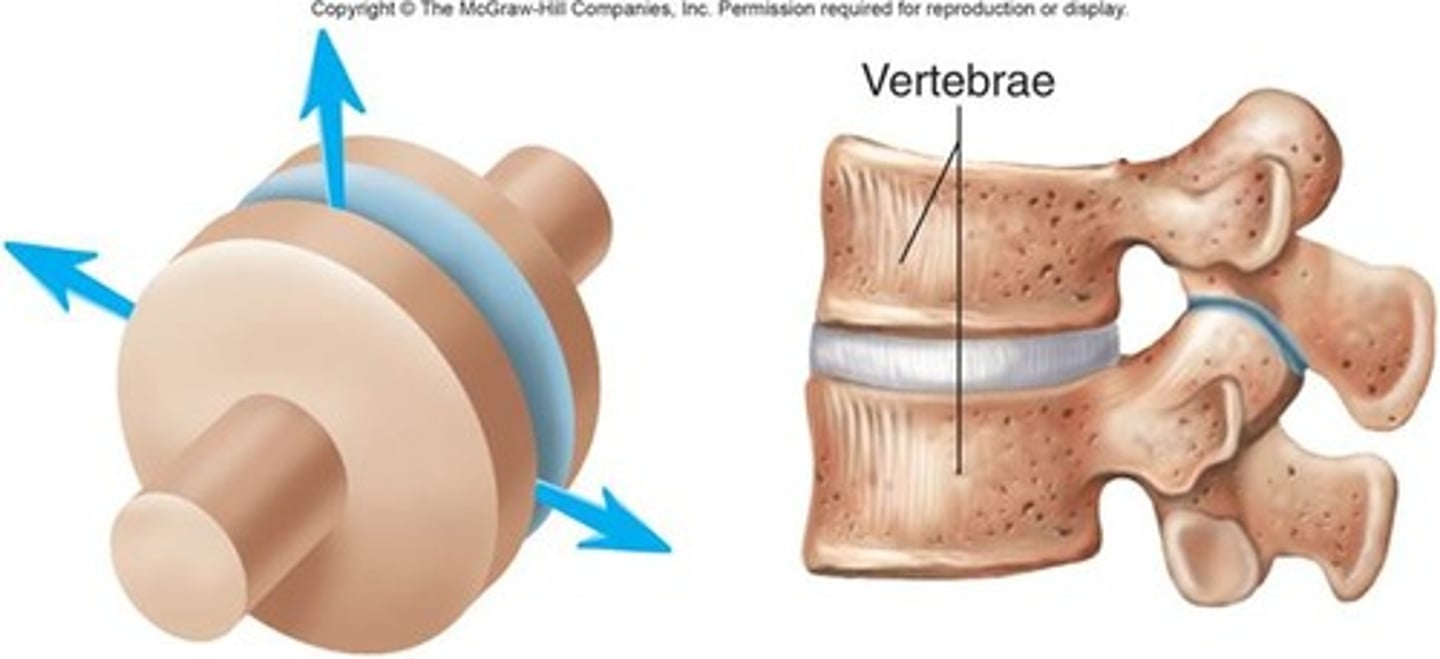 <p>intervertebral joint</p>