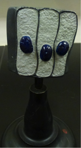 column shaped cells