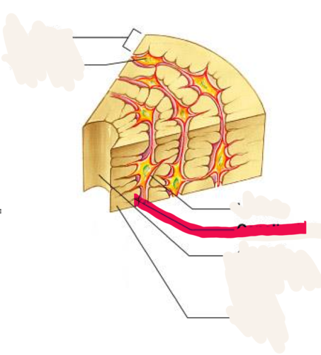 <p>tiny canals radiating outward from central canal</p>