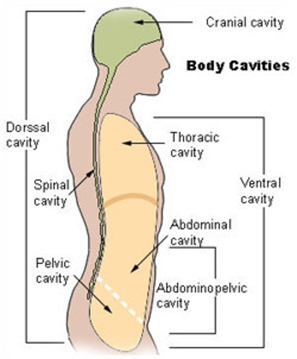 <p>Abdominal cavity, which contains stomach, intestines, spleen, and liver. Also has the pelvic cavity, contains urinary bladder, reproductive organs, and the rectum.</p>