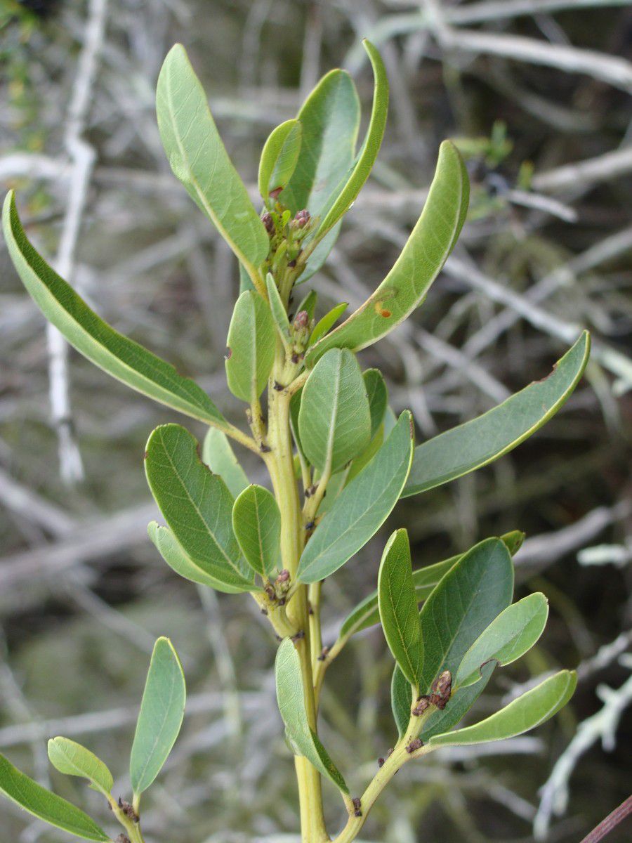 <ul><li><p>Ceanothus spinosus</p></li><li><p>chaparral</p></li></ul>