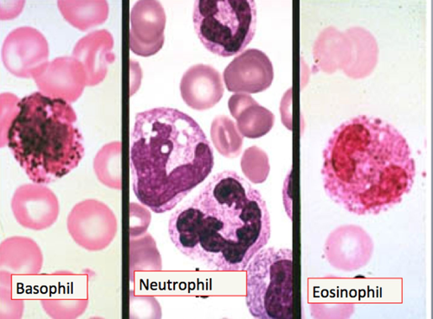 <p>A group of leukocytes containing granules in their cytoplasm; neutrophils, eosinophils, basophils.</p>