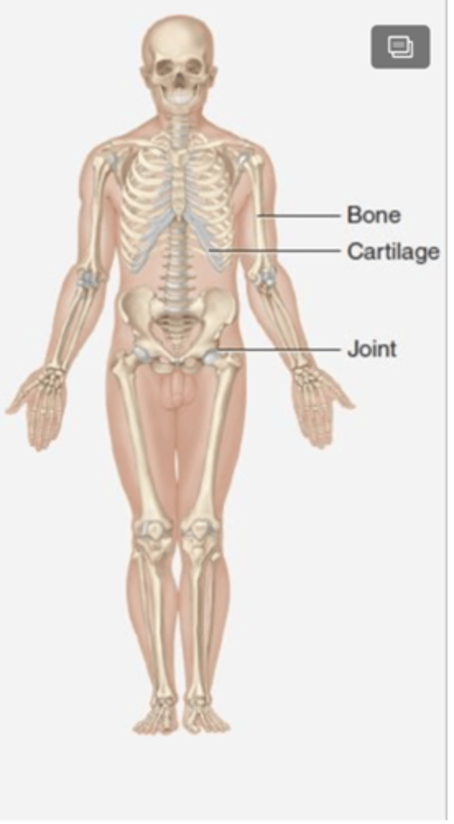 <p>Bones, joints, and cartilages</p>